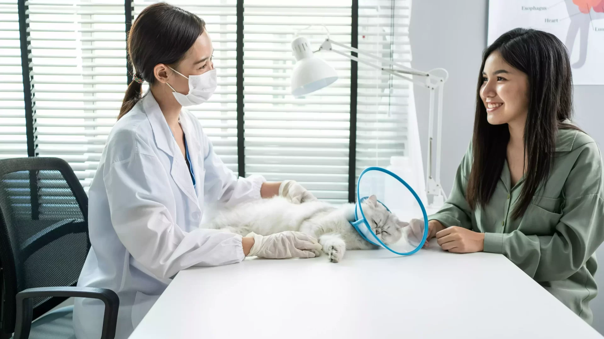 asian-veterinarian-examine-cat-during-appointment-2023-11-27-04-52-36-utc-min